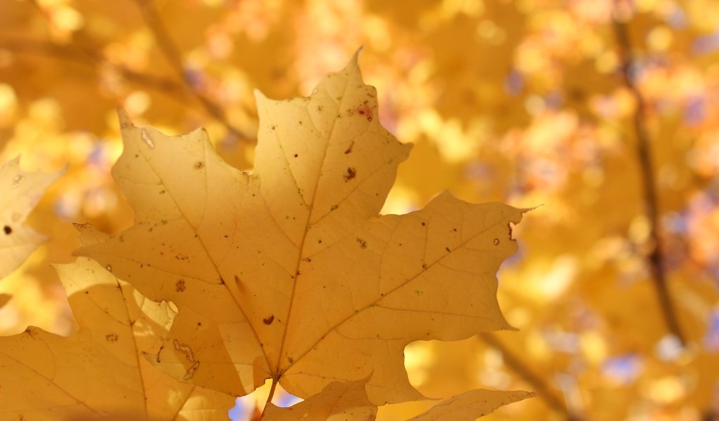 Обои природа, листья, осень, размытость, кленовый лист, nature, leaves, autumn, blur, maple leaf разрешение 5184x3456 Загрузить
