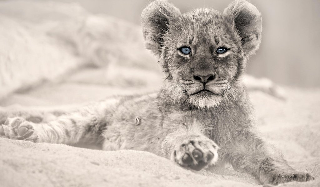 Обои глаза, взгляд, хищник, животное, лев, львёнок, детеныш, eyes, look, predator, animal, leo, lion, cub разрешение 2048x1365 Загрузить