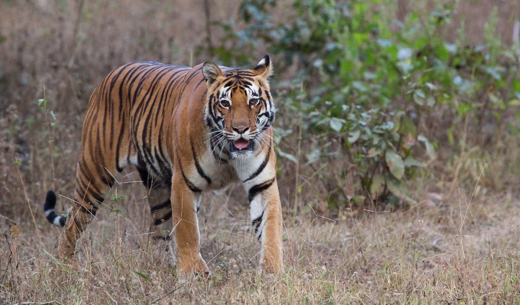 Обои тигр, шерсть, хищник, животное, зверь, окрас, tiger, wool, predator, animal, beast, color разрешение 2000x1333 Загрузить