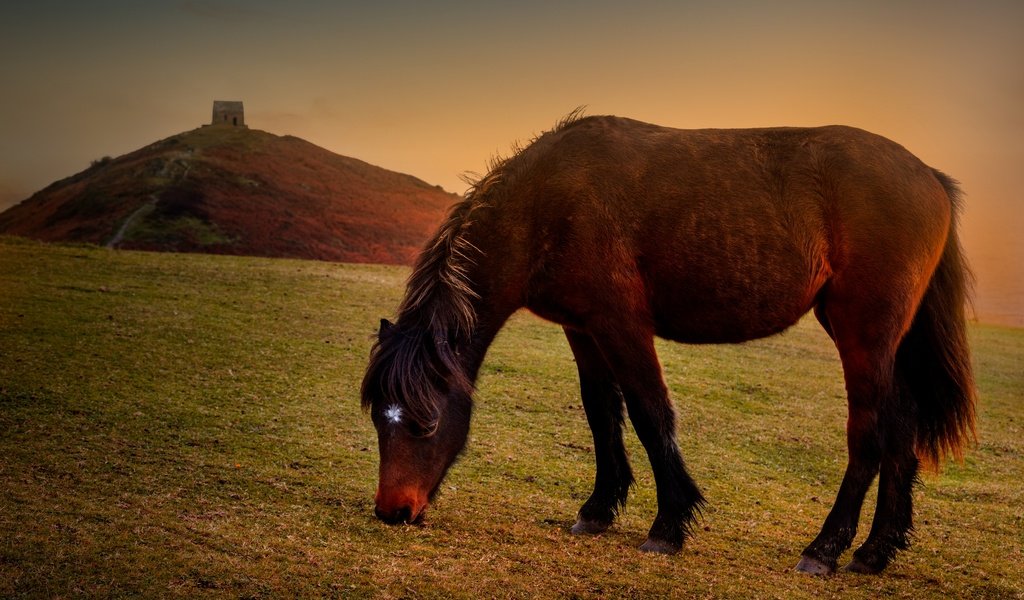 Обои лошадь, церковь, пони, холм, грива, часовня, horse, church, pony, hill, mane, chapel разрешение 2880x1920 Загрузить