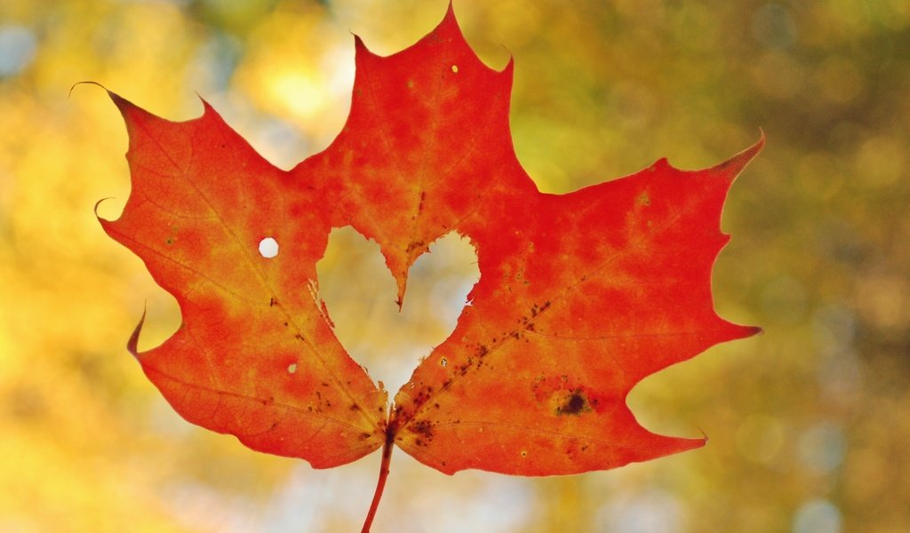Обои осень, лист, сердце, любовь, кленовый лист, боке, autumn, sheet, heart, love, maple leaf, bokeh разрешение 2830x2081 Загрузить
