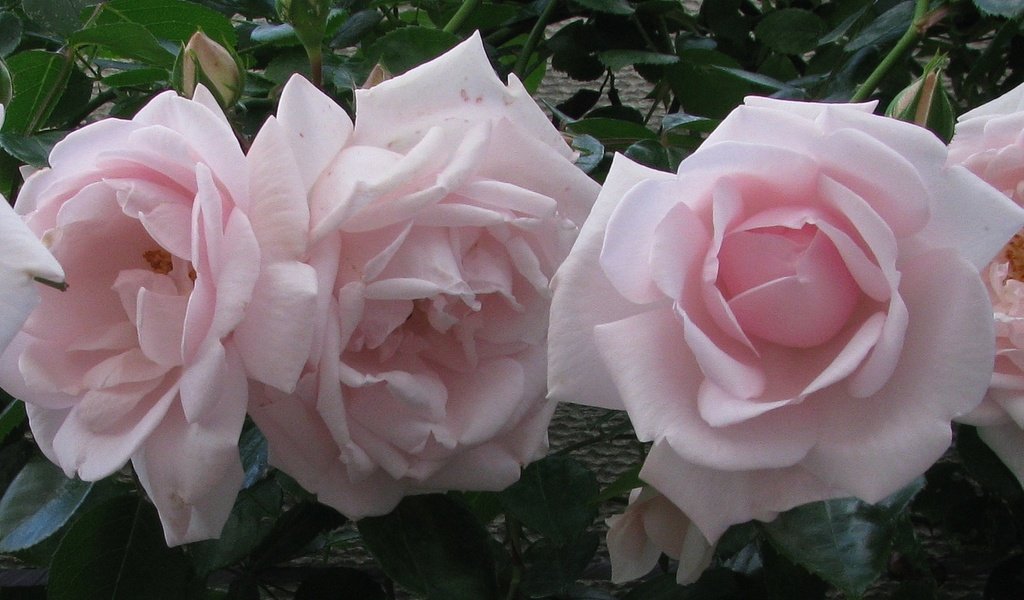 Обои цветы, лето, розы, розовые, flowers, summer, roses, pink разрешение 1920x1080 Загрузить