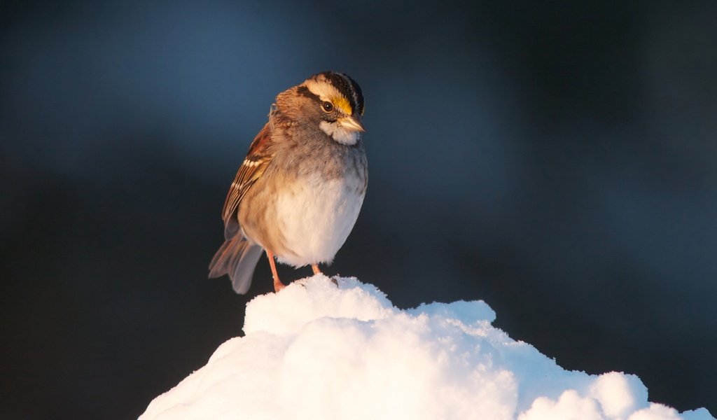 Обои снег, птица, клюв, воробей, перья, snow, bird, beak, sparrow, feathers разрешение 2048x1364 Загрузить