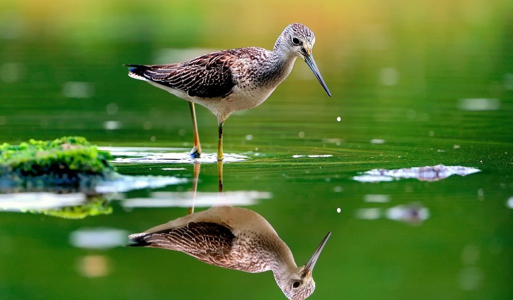 Обои вода, отражение, птица, клюв, перья, розмытость, бекас, улит, water, reflection, bird, beak, feathers, razmytost, snipe разрешение 1920x1280 Загрузить