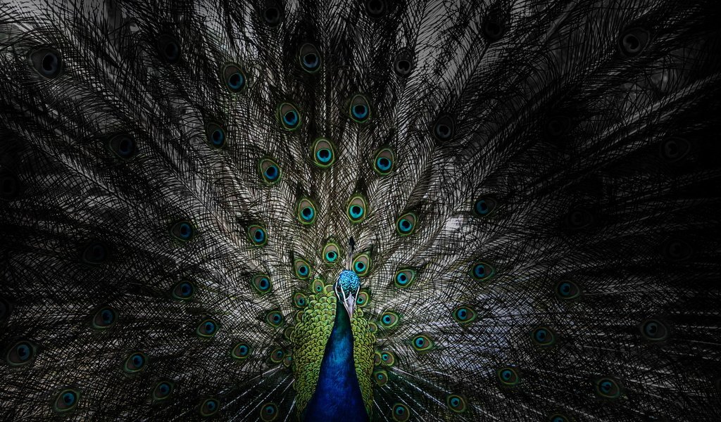 Обои птица, клюв, павлин, перья, хвост, bird, beak, peacock, feathers, tail разрешение 2560x1440 Загрузить