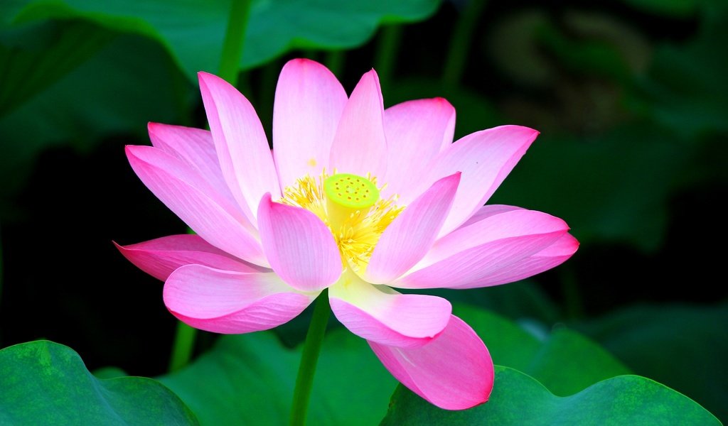 Обои листья, цветок, лепестки, лотос, розовый, leaves, flower, petals, lotus, pink разрешение 5184x3456 Загрузить