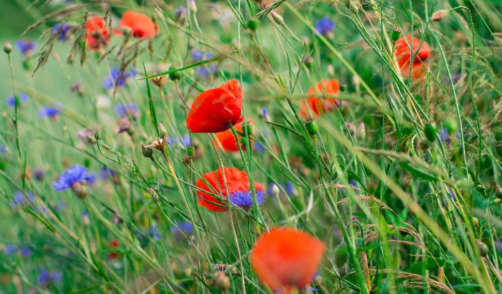 Обои цветы, лепестки, маки, луг, стебли, васильки, flowers, petals, maki, meadow, stems, cornflowers разрешение 5400x3600 Загрузить