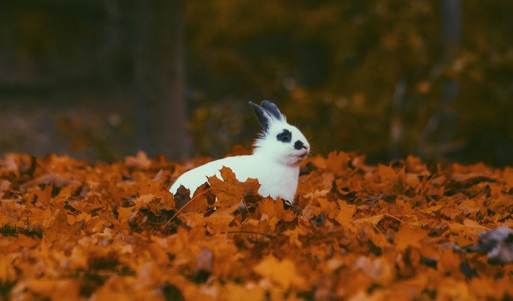 Обои листья, листва, осень, кролик, животное, уши, leaves, foliage, autumn, rabbit, animal, ears разрешение 5184x3456 Загрузить