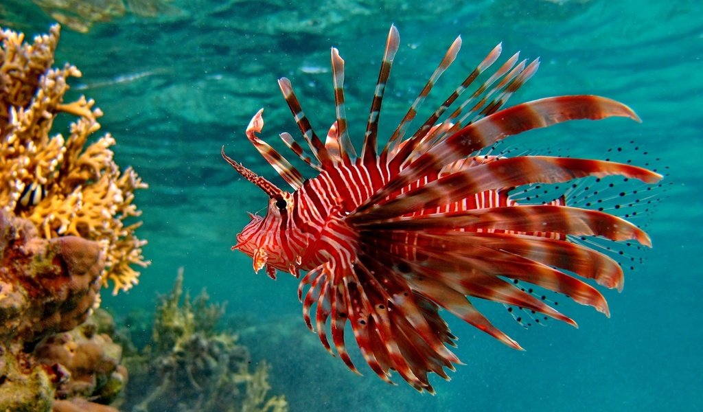 Обои кораллы, рыба, подводный мир, крылатка, рыба лев, крылатка-зебра, corals, fish, underwater world, lionfish, fish lion, lionfish-zebra разрешение 2560x1600 Загрузить