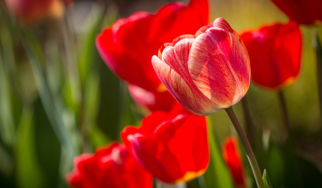 Обои цветы, бутоны, лепестки, красные, тюльпаны, крупный план, flowers, buds, petals, red, tulips, close-up разрешение 4420x2947 Загрузить
