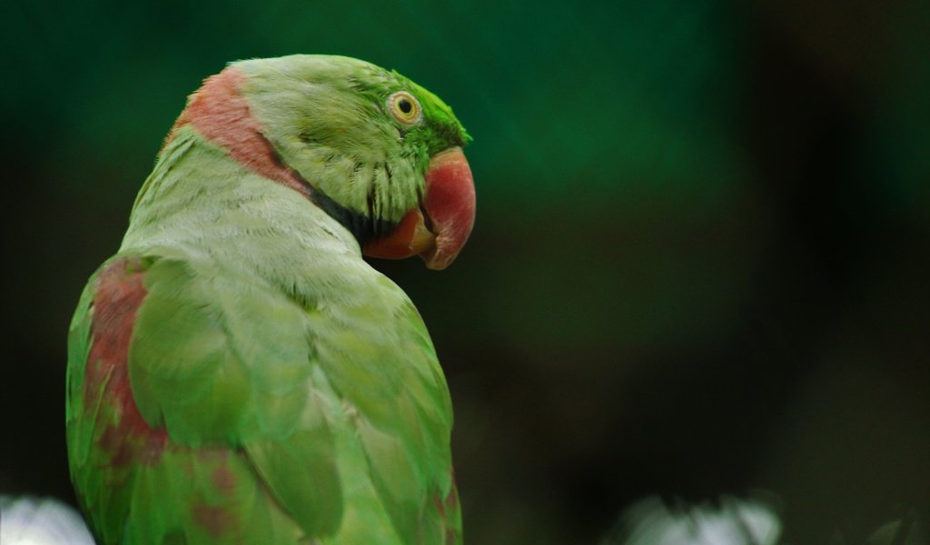 Обои птица, клюв, перья, попугай, кольчатый попугай, bird, beak, feathers, parrot, ringed parrot разрешение 5184x3456 Загрузить