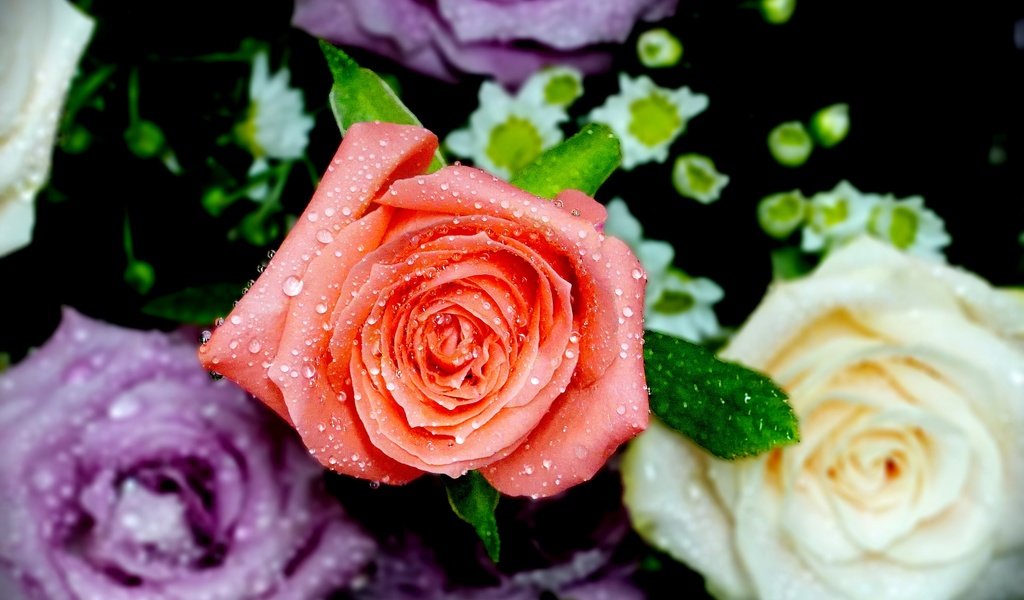 Обои цветы, розы, лепестки, капли воды, flowers, roses, petals, water drops разрешение 3414x2276 Загрузить