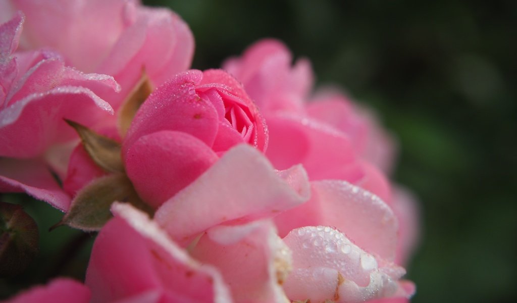 Обои цветы, розы, лепестки, розовые, капли воды, flowers, roses, petals, pink, water drops разрешение 4608x3456 Загрузить