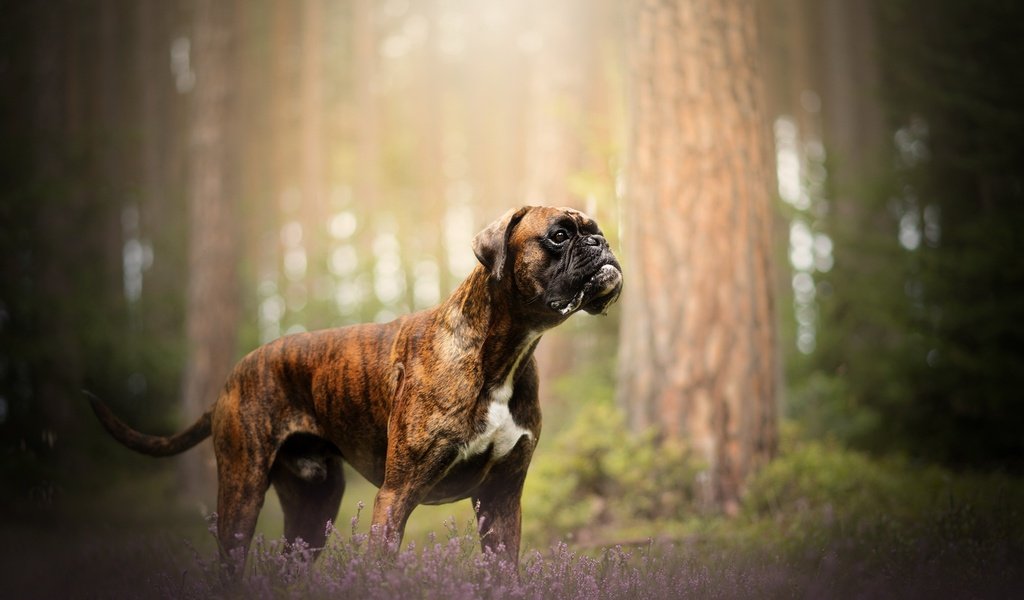 Обои природа, собака, друг, боксер, nature, dog, each, boxer разрешение 2048x1213 Загрузить