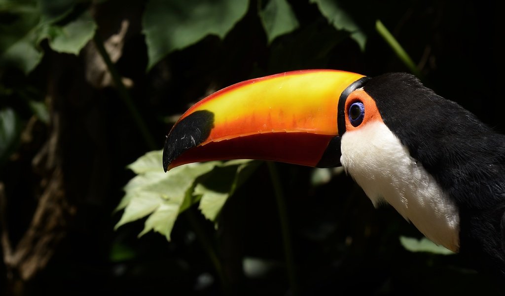 Обои листья, птица, тукан, клюв, leaves, bird, toucan, beak разрешение 4843x3189 Загрузить