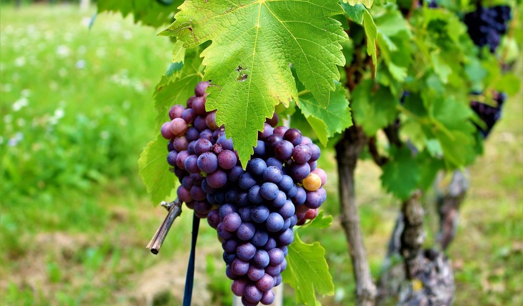 Обои листья, виноград, листва, лоза, виноградник, грозди, leaves, grapes, foliage, vine, vineyard, bunches разрешение 2048x1365 Загрузить