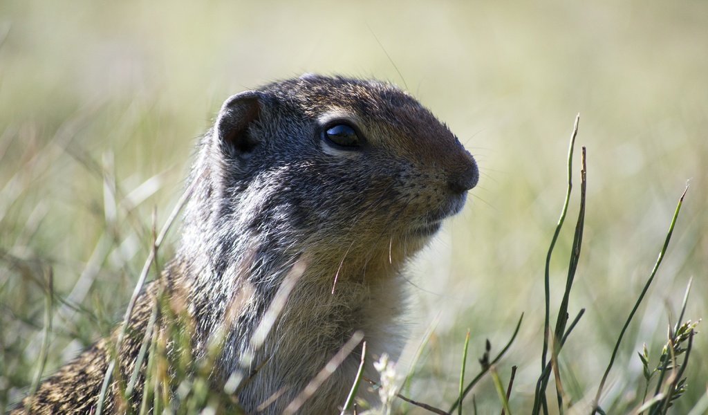 Обои трава, животное, дикая природа, грызун, суслик, grass, animal, wildlife, rodent, gopher разрешение 4608x3072 Загрузить