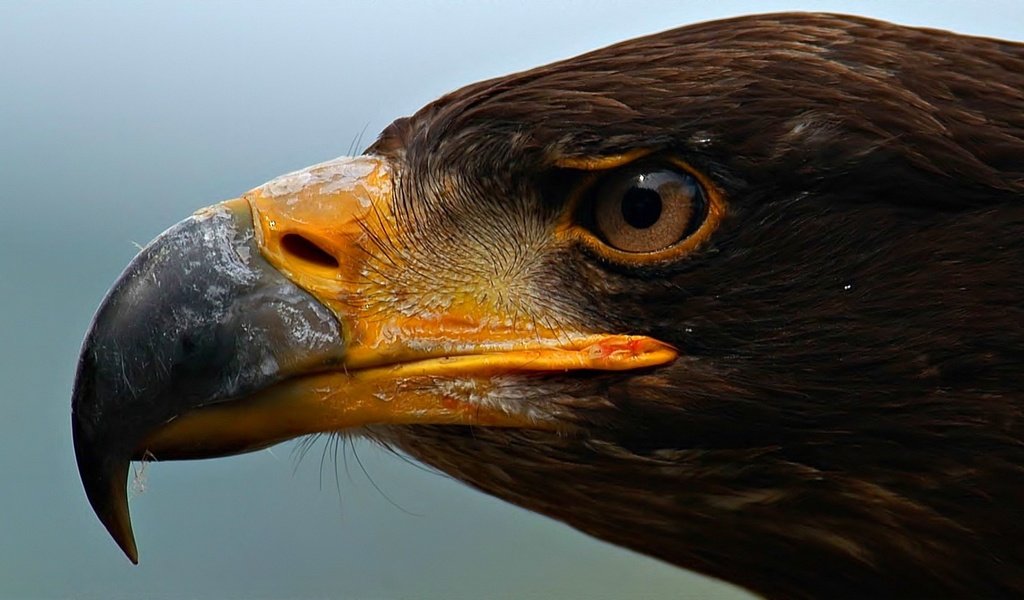 Обои глаза, орел, хищник, профиль, птица, клюв, eyes, eagle, predator, profile, bird, beak разрешение 1920x1080 Загрузить