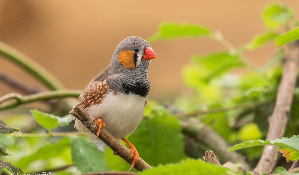 Обои листья, ветки, птица, клюв, перья, зебровая амадина, амадина, lynn griffiths, zebra finch, leaves, branches, bird, beak, feathers, the finch, amadina разрешение 4277x2855 Загрузить