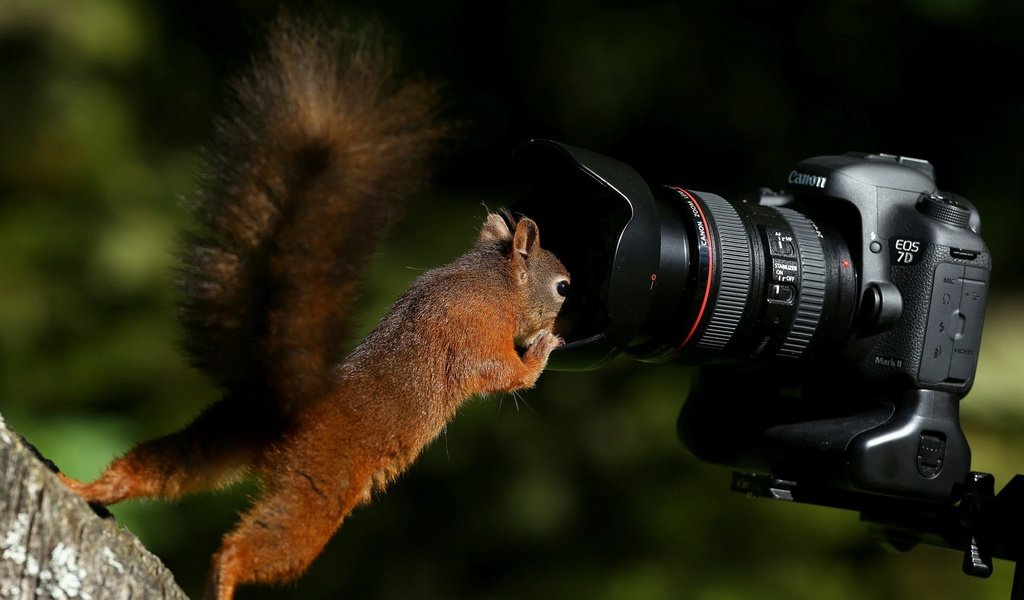 Обои фотоаппарат, белка, камера, любопытство, хвост, белочка, the camera, protein, camera, curiosity, tail, squirrel разрешение 1920x1200 Загрузить