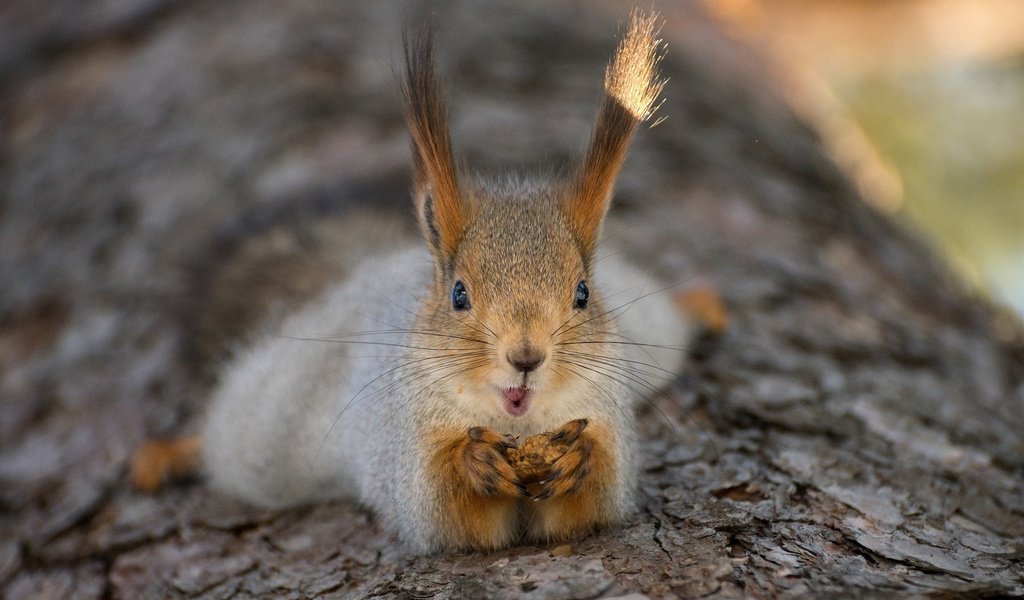 Обои дерево, ушки, белка, хвост, белочка, tree, ears, protein, tail, squirrel разрешение 2013x1367 Загрузить