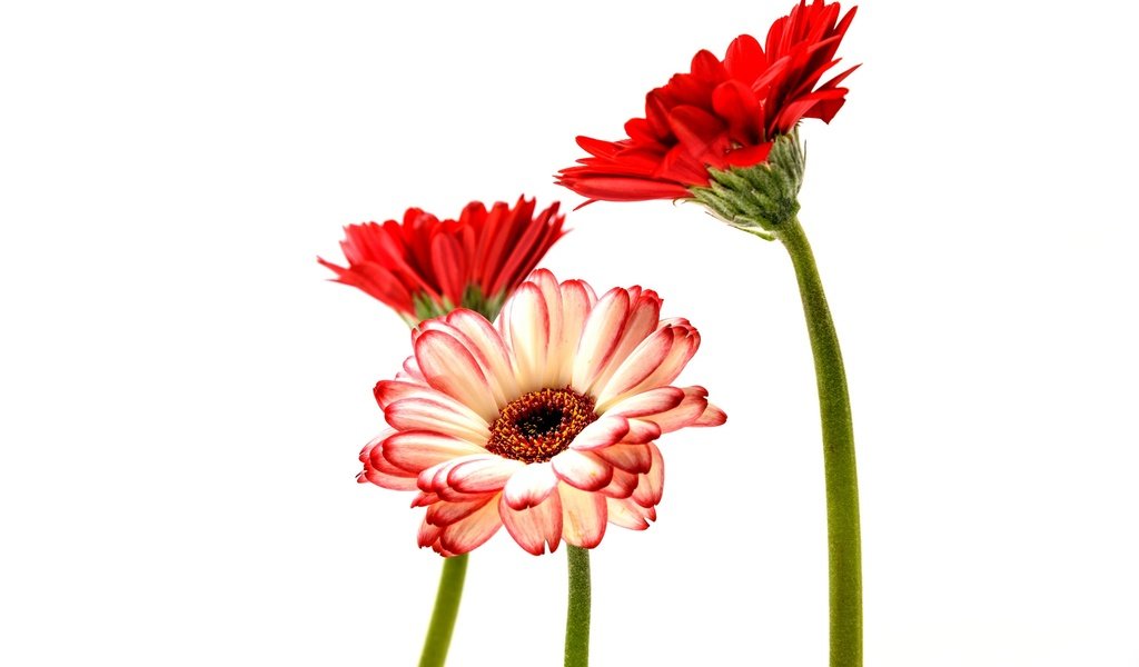 Обои цветы, лепестки, белый фон, стебли, герберы, flowers, petals, white background, stems, gerbera разрешение 2048x1367 Загрузить