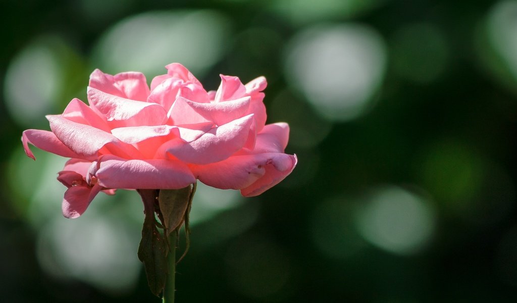 Обои цветок, роза, лепестки, боке, розовая роза, крупным планом, flower, rose, petals, bokeh, pink rose, closeup разрешение 2140x1427 Загрузить