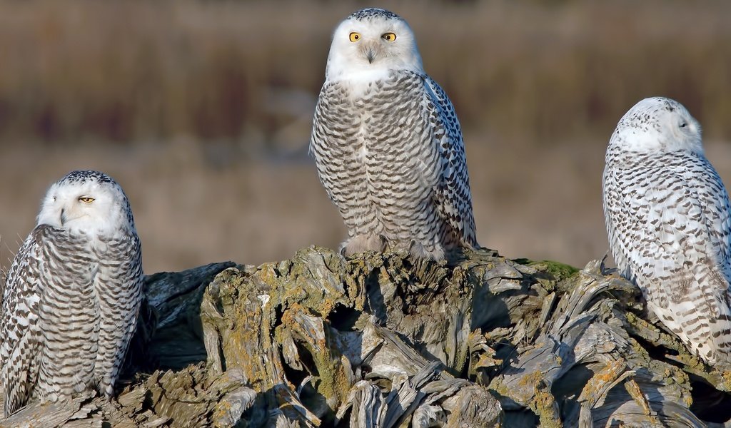 Обои бревно, трио, совы, полярная сова, белая сова, log, trio, owls, snowy owl, white owl разрешение 1920x1080 Загрузить