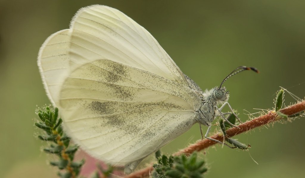 Обои макро, насекомое, бабочка, крылья, растение, белянка, macro, insect, butterfly, wings, plant, belyanka разрешение 2048x1365 Загрузить