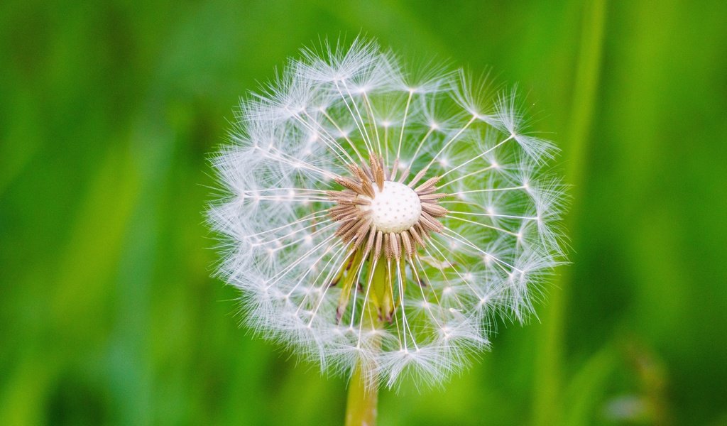 Обои макро, цветок, одуванчик, семена, пух, пушинки, былинки, macro, flower, dandelion, seeds, fluff, fuzzes, blade разрешение 6394x4261 Загрузить