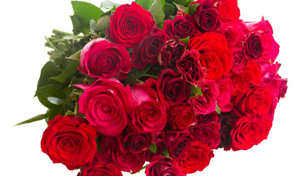 Обои цветы, бутоны, розы, лепестки, красные, букет, белый фон, flowers, buds, roses, petals, red, bouquet, white background разрешение 4500x3500 Загрузить
