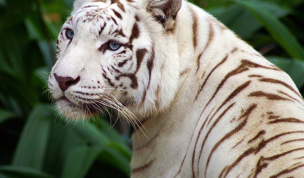 Обои тигр, глаза, морда, усы, взгляд, хищник, дикая кошка, белый тигр, tiger, eyes, face, mustache, look, predator, wild cat, white tiger разрешение 1920x1200 Загрузить