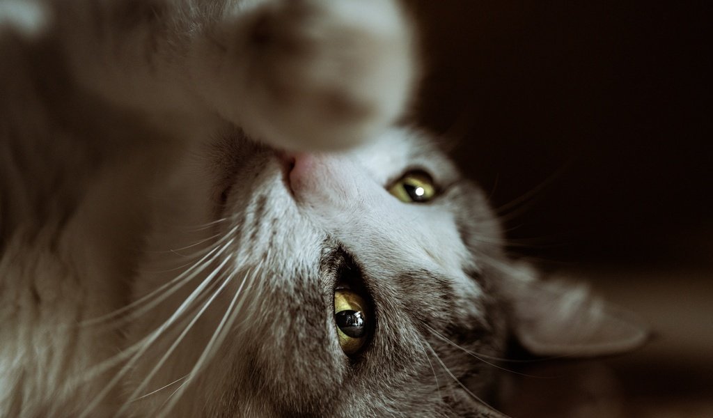 Обои глаза, кот, мордочка, усы, кошка, взгляд, лапка, eyes, cat, muzzle, mustache, look, foot разрешение 2048x1366 Загрузить