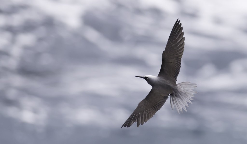 Обои небо, облака, полет, крылья, птица, клюв, перья, крачка, the sky, clouds, flight, wings, bird, beak, feathers, tern разрешение 2528x1685 Загрузить