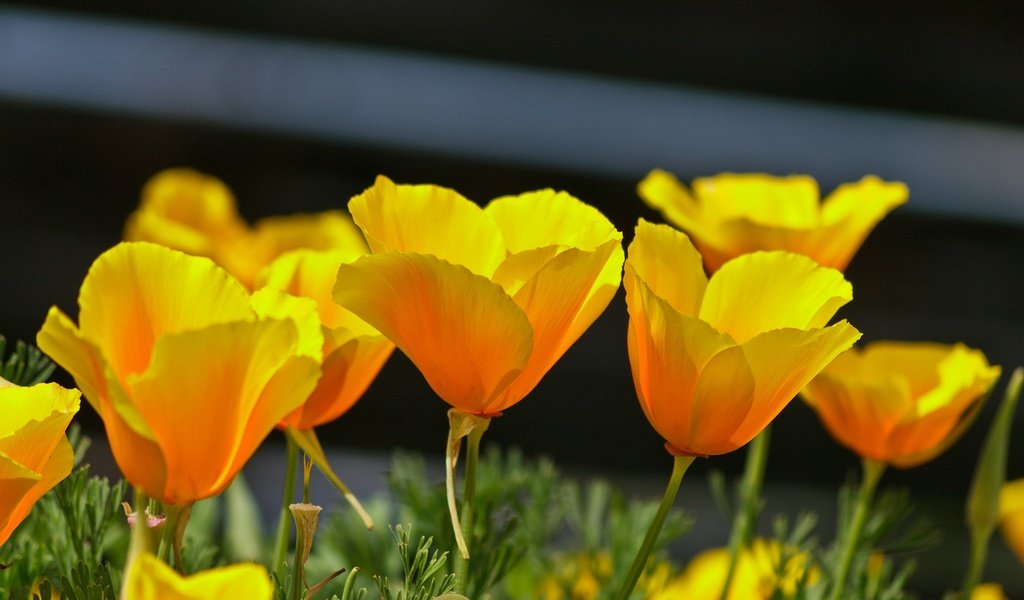 Обои цветы, лепестки, весна, эшшольция, калифорнийский мак, flowers, petals, spring, escholzia, california poppy разрешение 2136x1424 Загрузить