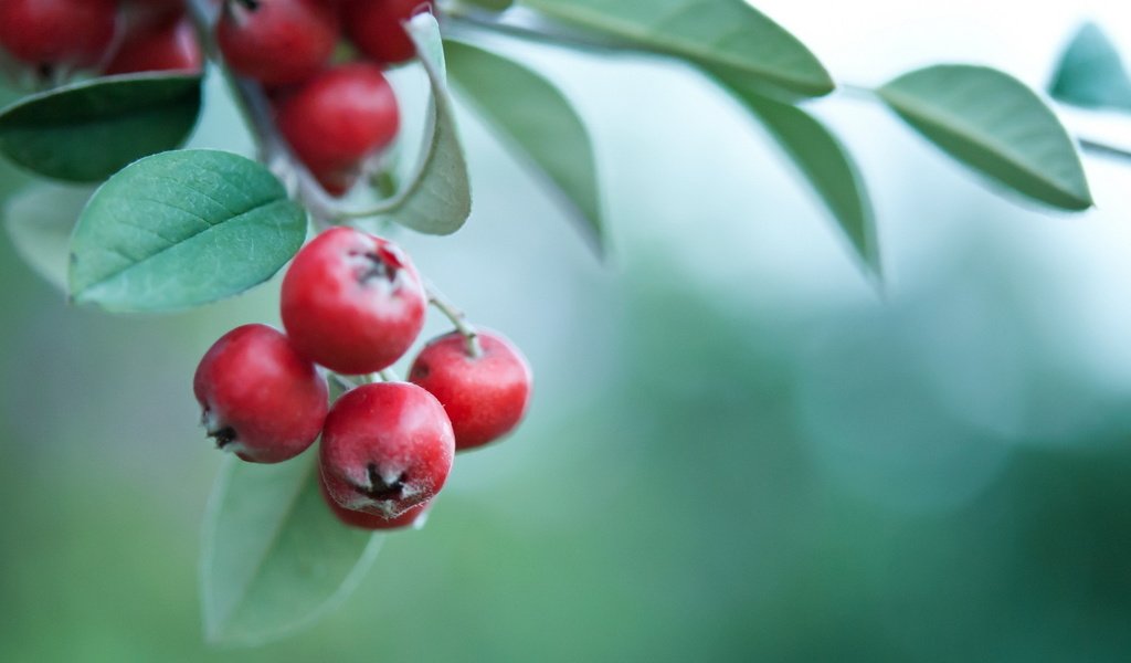 Обои ветка, листья, фон, ягоды, боярышник, branch, leaves, background, berries, hawthorn разрешение 1920x1200 Загрузить