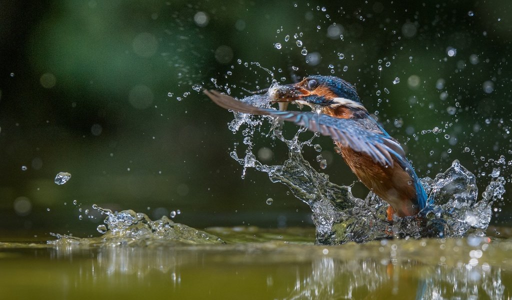 Обои вода, улов, полет, капли, крылья, брызги, птица, рыбка, зимородок, water, catch, flight, drops, wings, squirt, bird, fish, kingfisher разрешение 2048x1365 Загрузить