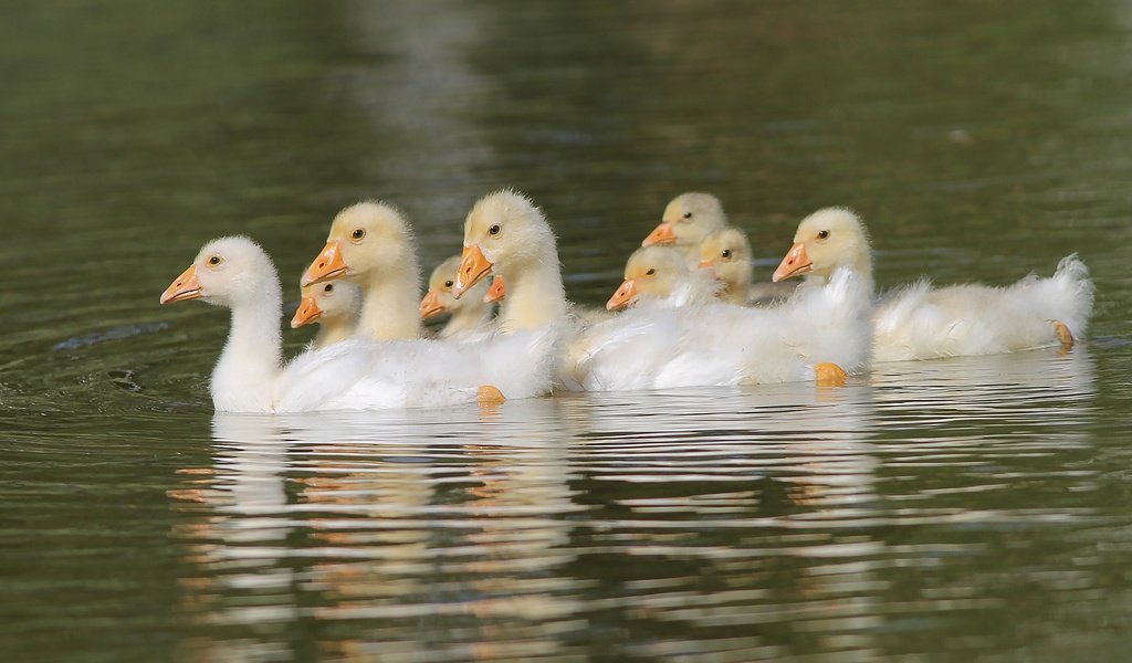 Обои вода, птицы, пруд, птенцы, гуси, плывут, гусята, water, birds, pond, chicks, geese, float, the goslings разрешение 2000x1289 Загрузить