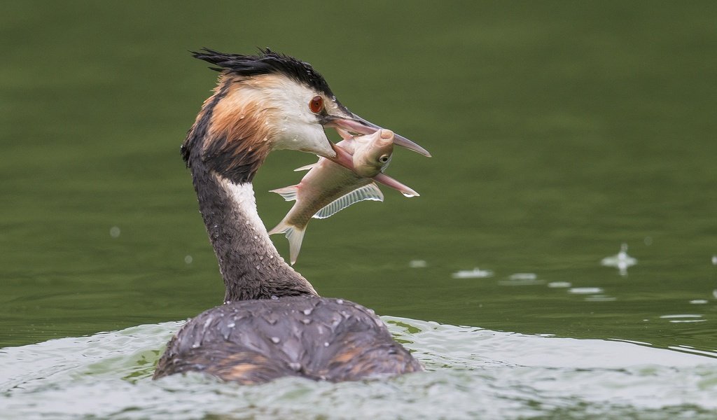 Обои вода, птица, клюв, перья, рыба, улов, большая поганка, чомга, water, bird, beak, feathers, fish, catch, great crested grebe, the great crested grebe разрешение 2048x1343 Загрузить