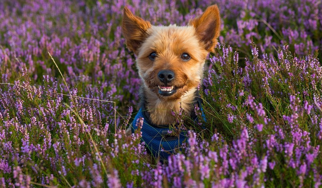 Обои цветы, мордочка, взгляд, собака, щенок, вереск, йоркширский терьер, flowers, muzzle, look, dog, puppy, heather, yorkshire terrier разрешение 2048x1367 Загрузить