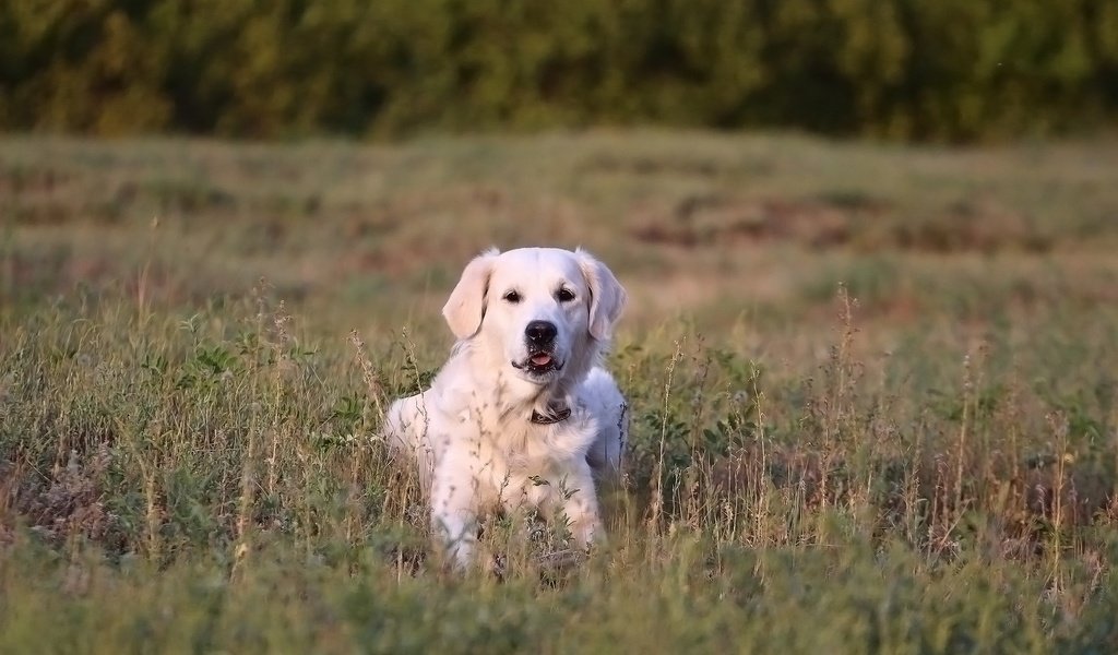 Обои трава, мордочка, взгляд, собака, золотистый ретривер, grass, muzzle, look, dog, golden retriever разрешение 1920x1280 Загрузить