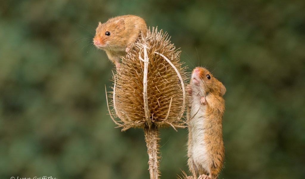 Обои растения, размытость, мышь, мыши, грызуны, мышки, мышь-малютка, lynn griffiths, plants, blur, mouse, rodents, the mouse is tiny разрешение 4314x2876 Загрузить