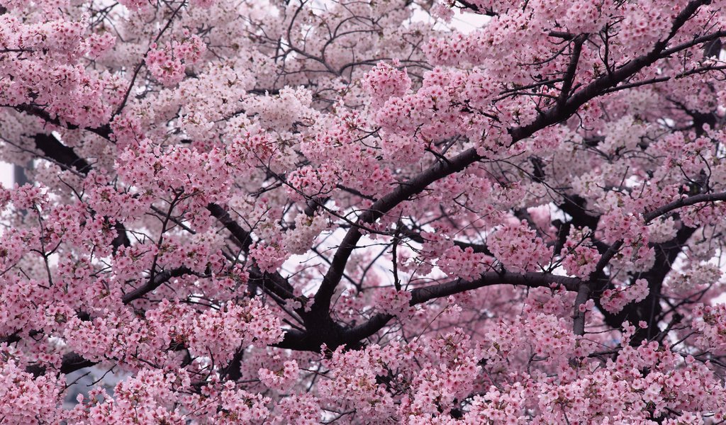 Обои природа, дерево, ветки, весна, вишня, сакура, nature, tree, branches, spring, cherry, sakura разрешение 2680x1900 Загрузить