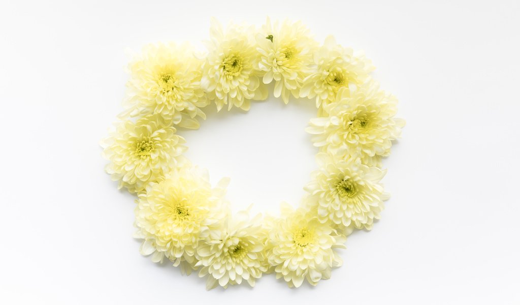 Обои цветы, круг, хризантемы, маргаритки, flowers, round, chrysanthemum, daisy разрешение 6219x4146 Загрузить