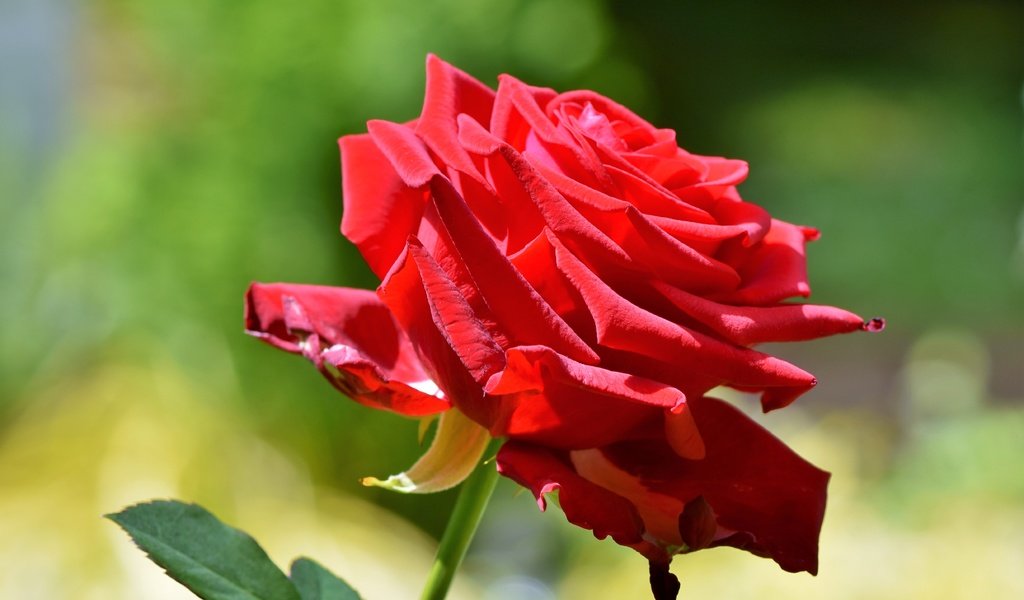 Обои природа, цветение, цветок, роза, красный, лепесток, nature, flowering, flower, rose, red, petal разрешение 4902x3378 Загрузить