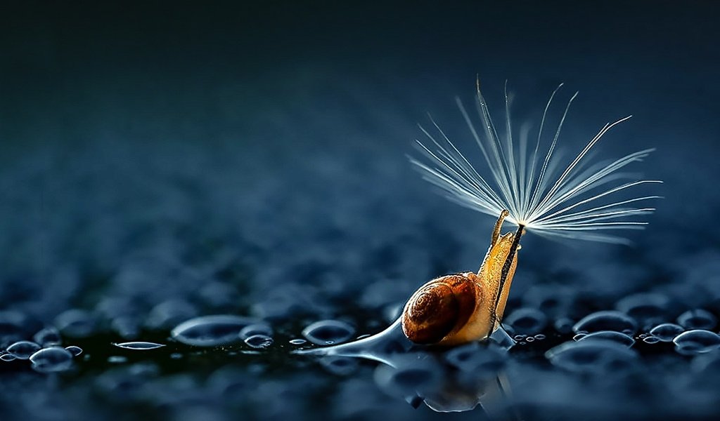 Обои дождь, зонтик, улитка, rain, umbrella, snail разрешение 1920x1200 Загрузить