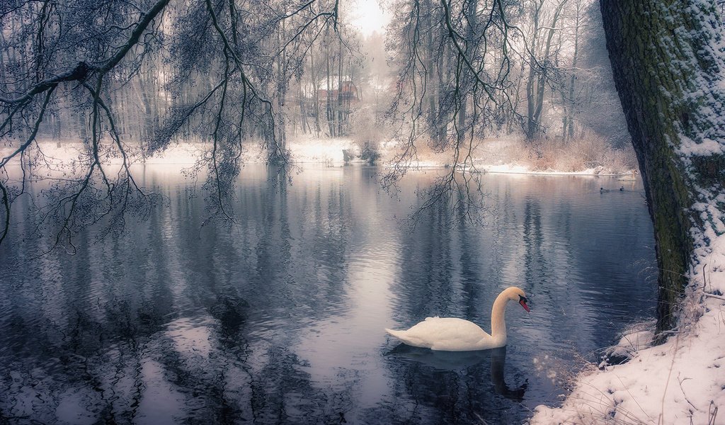 Обои озеро, дерево, зима, парк, ветки, птица, лебедь, lake, tree, winter, park, branches, bird, swan разрешение 1920x1200 Загрузить