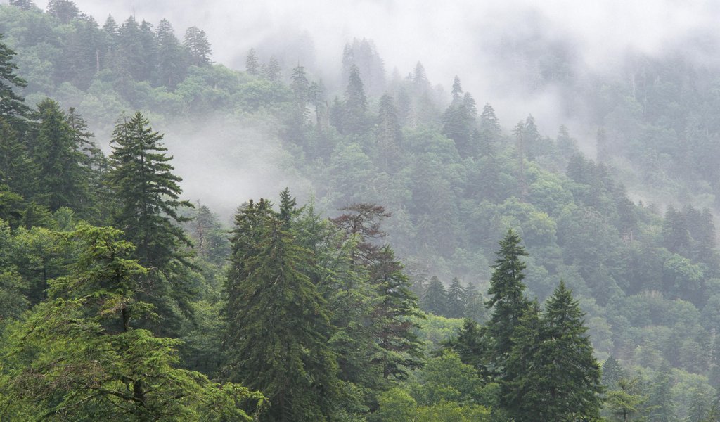 Обои деревья, горы, природа, лес, туман, национальный парк, trees, mountains, nature, forest, fog, national park разрешение 1920x1080 Загрузить