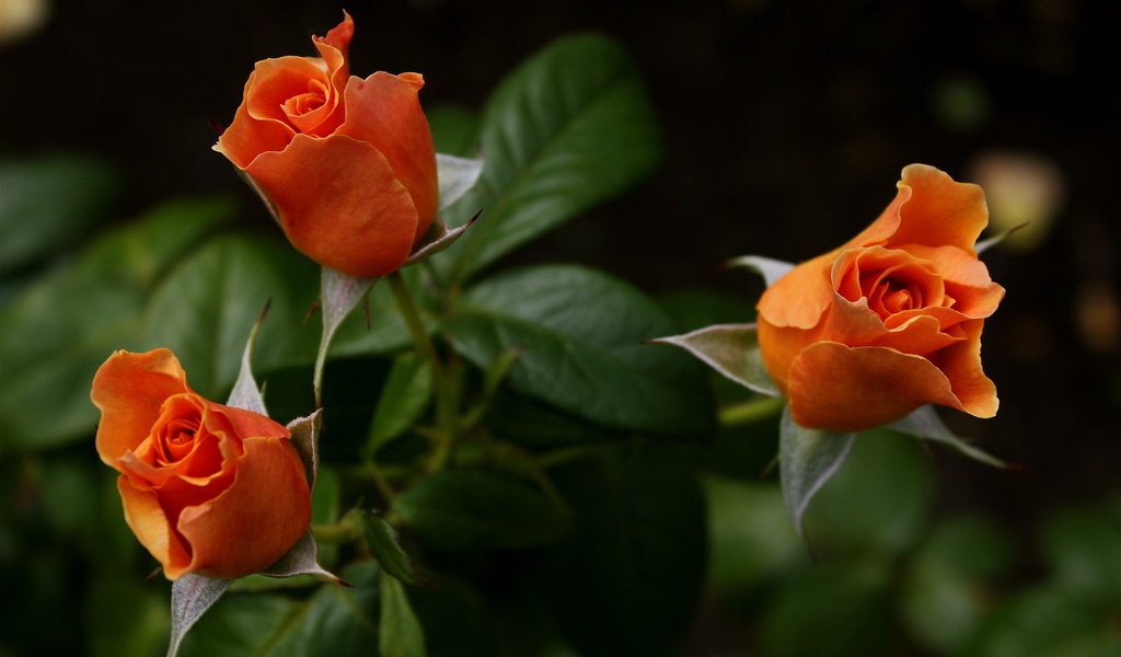 Обои розы, букет, оранжевые, roses, bouquet, orange разрешение 5184x3456 Загрузить