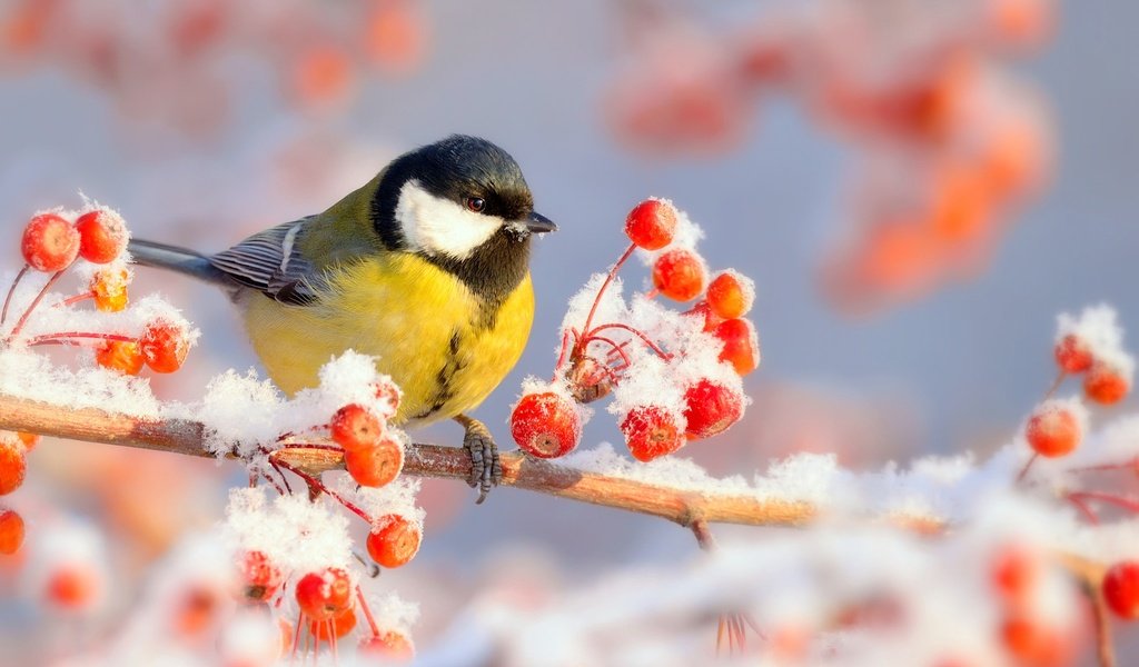 Обои ветка, снег, природа, зима, мороз, иней, птица, ягоды, синица, tit, branch, snow, nature, winter, frost, bird, berries разрешение 2048x1535 Загрузить